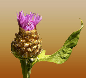 Similar image 212767