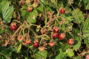 Similar image 212868