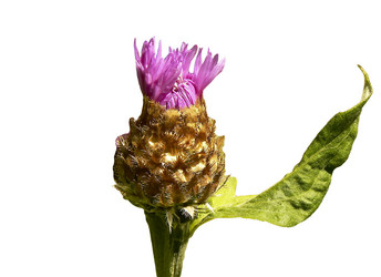 Similar image 213107