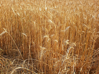 Similar image 213266