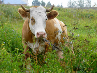 Similar image 213323