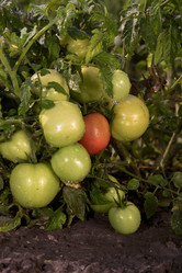 Similar image 213333