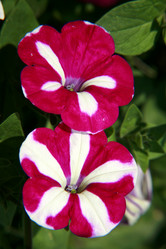 Similar image 213623