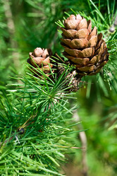 Similar image 213682