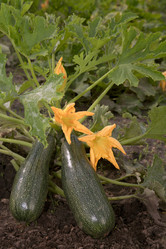 Similar image 213960