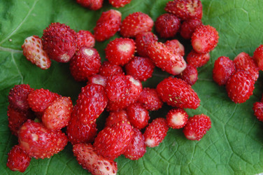 Similar image 214775