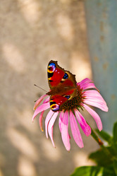 Similar image 214875