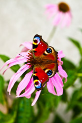 Similar image 214879