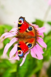 Similar image 214884