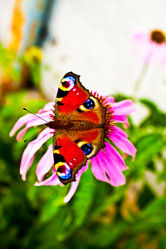 Similar image 214886