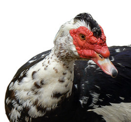 Similar image 215072