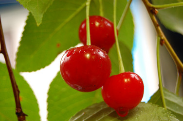 Similar image 215195