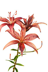 Similar image 215261