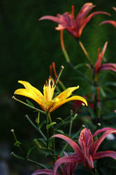 Similar image 215262