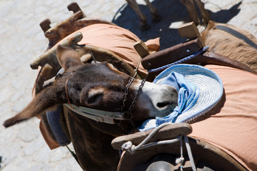 Similar image 215385