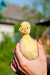 Similar image 215607