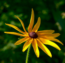 Similar image 215854