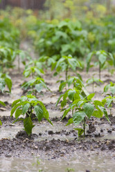 Similar image 216176