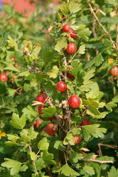 Similar image 216222