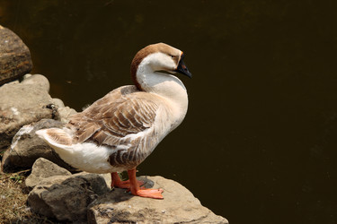 Similar image 216855