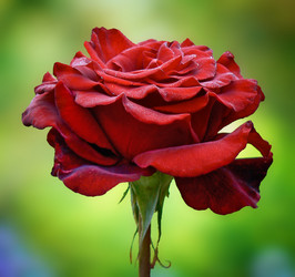 Similar image 217049