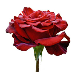 Similar image 217050