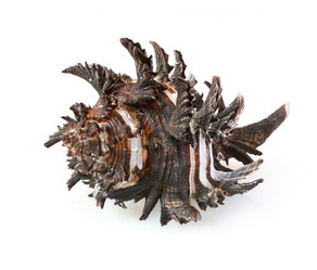 Similar image 217144