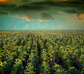 Similar image 217161