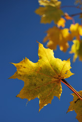 Similar image 217171