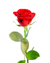 Similar image 217194