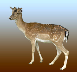 Similar image 217236