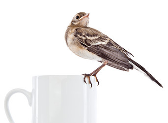 Similar image 217356