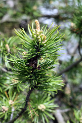 Similar image 217407