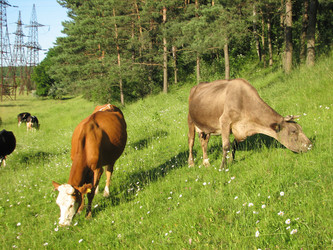 Similar image 217437