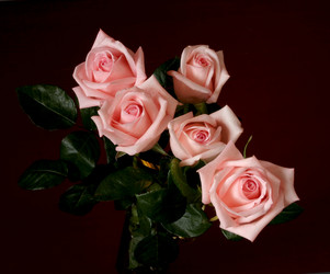 Similar image 217440