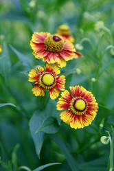 Similar image 217446