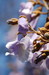 Similar image 217455