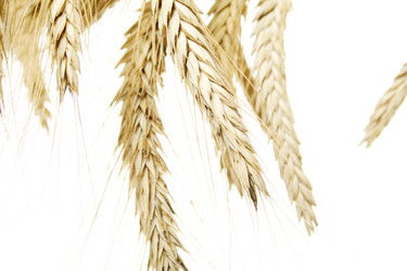 Similar image 217491