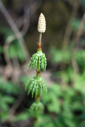 Similar image 217594