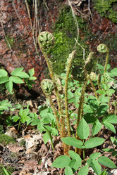 Similar image 217598