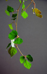 Similar image 217614