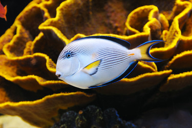 Similar image 217732