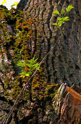 Similar image 217795