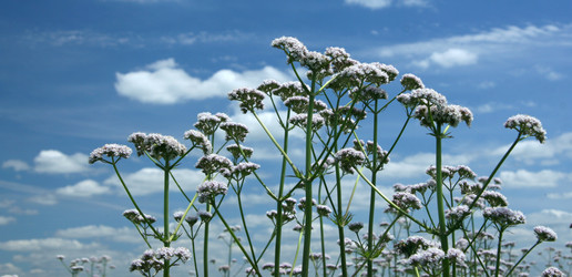 Similar image 217988