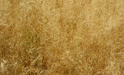 Similar image 218157