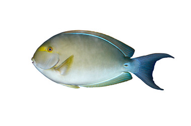 Similar image 218196