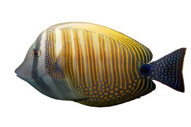 Similar image 218197