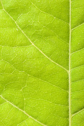 Similar image 218353