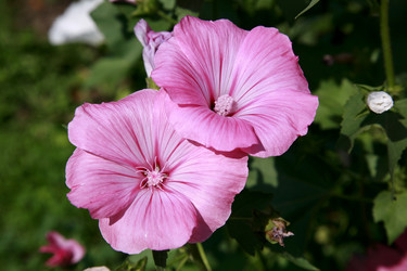 Similar image 218595