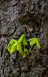 Similar image 218596